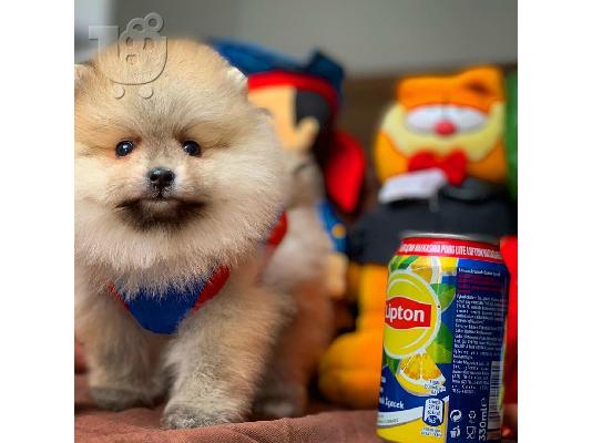 άνδρες και γυναίκες Pomeranian
